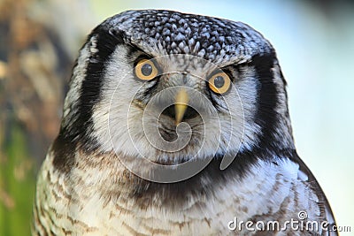 Northern hawk-owl Stock Photo