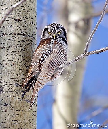 Northern Hawk-Owl Stock Photo