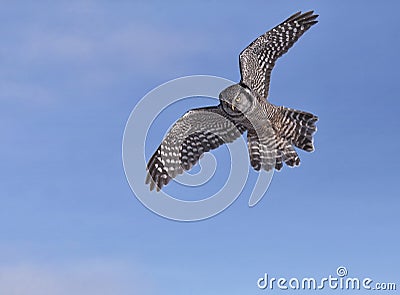 Northern Hawk Owl Stock Photo