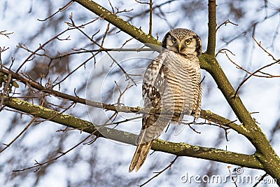 Northern hawk-owl Stock Photo