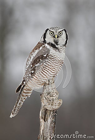 Northern Hawk-owl Stock Photo