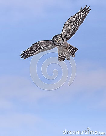 Northern Hawk Owl Stock Photo