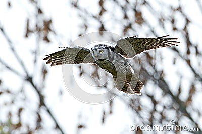 Northern Hawk Owl Surnia ulula Stock Photo