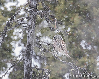 Northern Hawk Owl Stock Photo