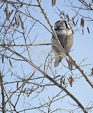 Northern Hawk Owl perched in a tree Stock Photo