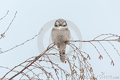 Northern Hawk owl Stock Photo