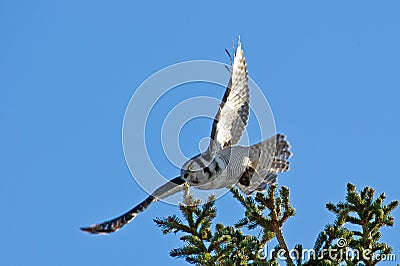 Northern Hawk Owl (Surnia ulula), flying with its capture Stock Photo