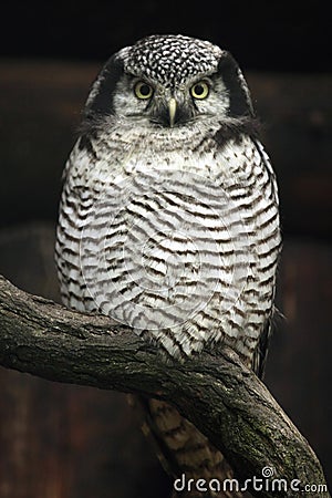 Northern hawk-owl (Surnia ulula). Stock Photo