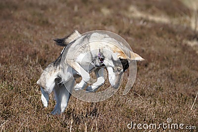 Northern Inuit (kennel name: Machine Lady Artemis) catching mice, Elsack Moor, North Yorkshire, England, UK Stock Photo