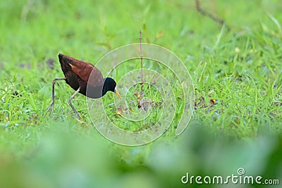 Northern Jacana foraging Stock Photo