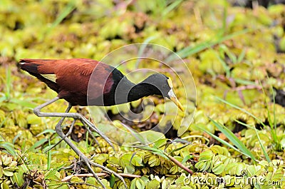 Northern Jacana (Jacana spinosa) Stock Photo