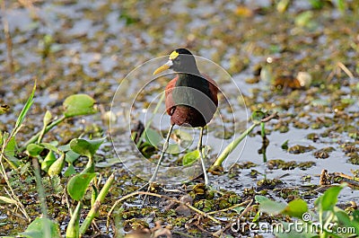 Northern Jacana in Palo Verde National Park Stock Photo
