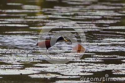 Northern jacana walking over leaves on New River Stock Photo