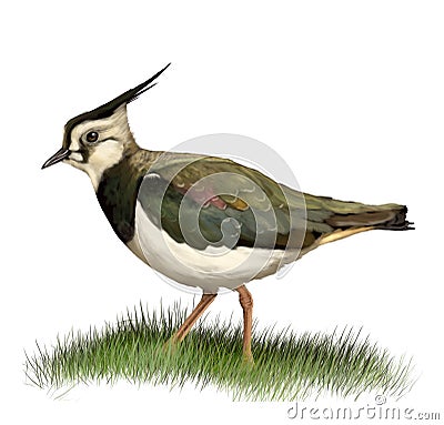 Northern lapwing Cartoon Illustration