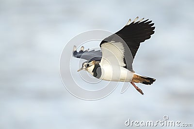 Northern Lapwing in flight Stock Photo