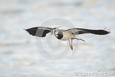 Northern Lapwing in flight Stock Photo