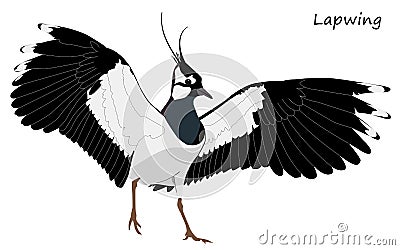 Northern lapwing with spread wings isolated on white background Vector Illustration