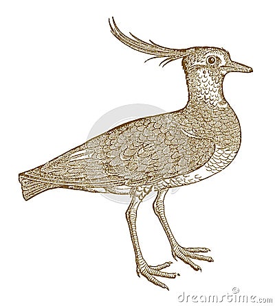 Northern lapwing vanellus with a funny crest Vector Illustration