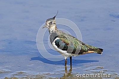 Northern lapwing Vanellus vanellus standing majestically in shallow water. Showing iridiscent colors on its wing Stock Photo