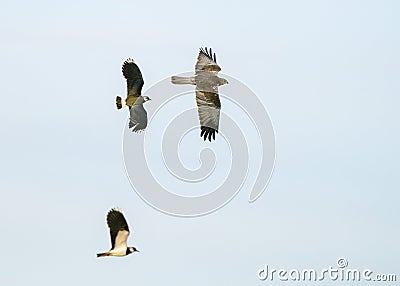 Northern lapwing (Vanellus vanellus) chasing the predator western marsh harrier. Stock Photo