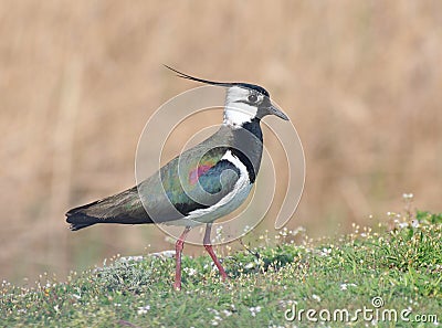 Northern lapwing (Vanellus vanellus) Stock Photo