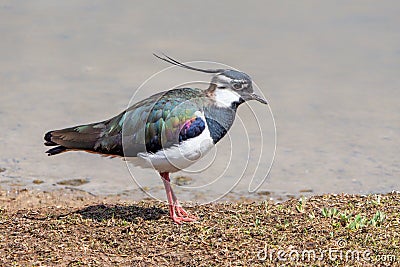 Northern Lapwing - Vanellus vanellus on a Worcestershire wetland. Stock Photo