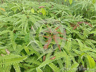 Northern maidenhair fern fresh green spring leaves Adiantum pedatum Stock Photo