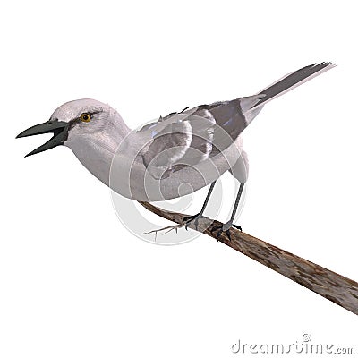 Northern Mockingbird Stock Photo