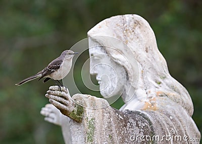 Northern Mockingbird Perched on Jesus Statue Stock Photo