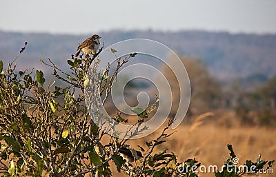 Northern pied-babbler Stock Photo