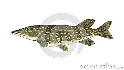 The northern pike, also known as simply pike. Vector Illustration