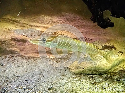 Northern pike Stock Photo