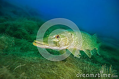 Northern pike, a common freshwater fish in Germany Stock Photo