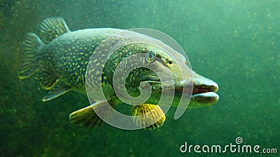 The Northern Pike - Esox Lucius underwater. Stock Photo