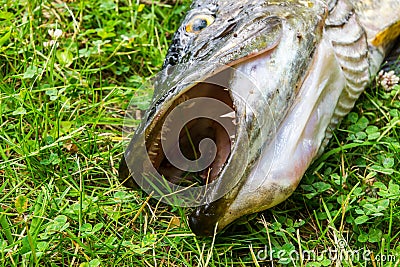 Northern pike in the grass Stock Photo