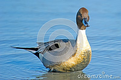 Northern Pintail Stock Photo