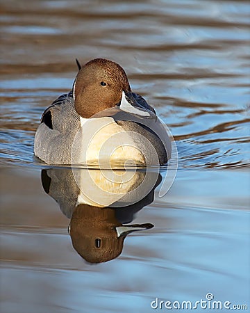 Northern Pintail Stock Photo