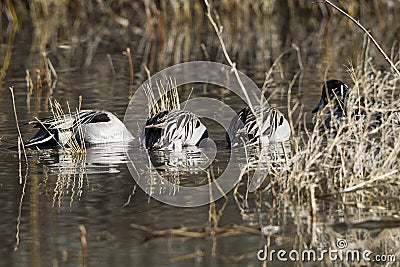 Northern Pintail, Anas acuta Stock Photo