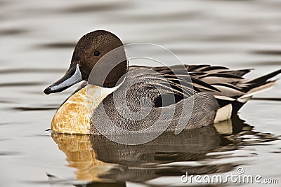 Northern Pintail duck - Anas acuta Stock Photo