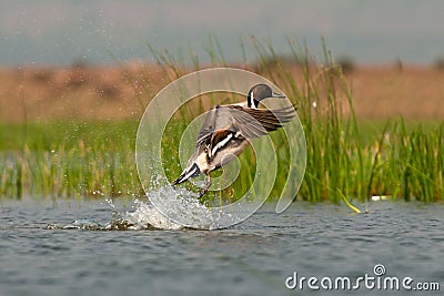Northern Pintail launched Stock Photo