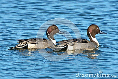Northern Pintails Stock Photo