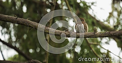 Northern Pygmy Owl Stock Photo