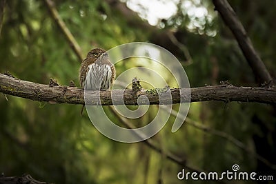 Northern Pygmy Owl Stock Photo