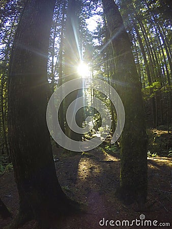 Northern Rain forests Stock Photo