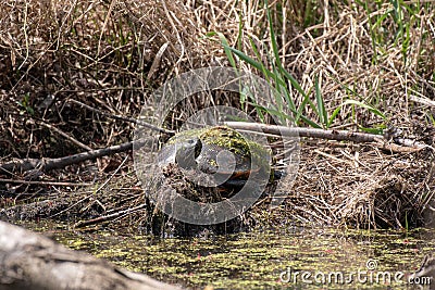 Northern Red-bellied turtle basking on the edge of a pond Stock Photo