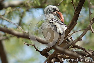 Northern red-billed hornbill Tockus erythrorhynchus kempi preening. Stock Photo