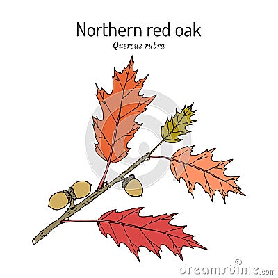 Northern red oak Quercus rubra , state tree of New Jersey Vector Illustration