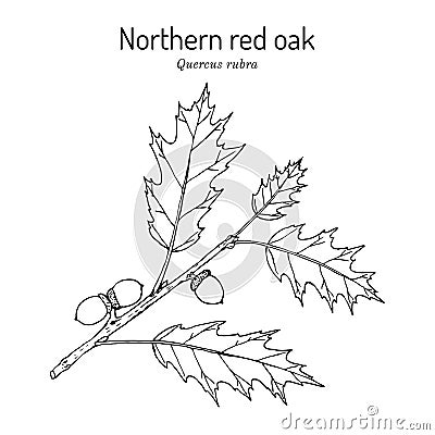 Northern red oak Quercus rubra , state tree of New Jersey Vector Illustration