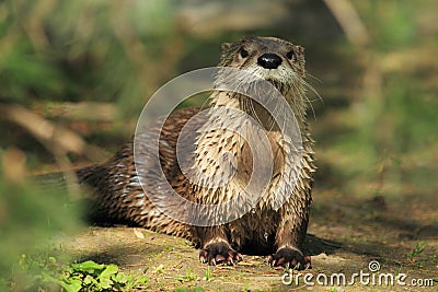 Northern river otter Stock Photo