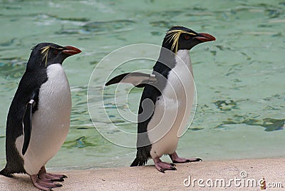 Northern Rockhopper Penguin - Eudyptes moseleyi Stock Photo